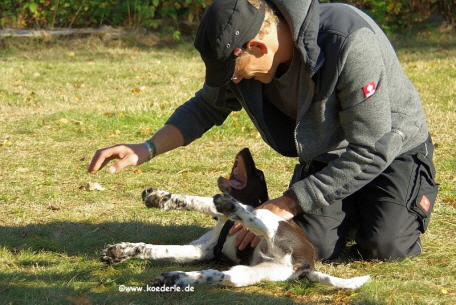 Hundehalter spielt mit seinem Hund Hundehalter spielt mit seinem Hund