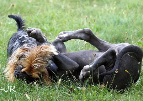 Hundespiel Hundespiel